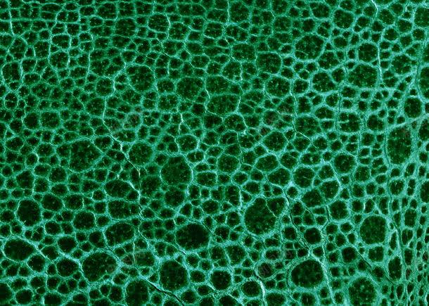 皮质纹理材料特写jpg设计背景_88icon https://88icon.com Leather 图片素材 底 材料 特写 皮制品 皮质 皮质纹理 皮质纹理材料特写图片素材图片 皮质纹理材料特写图片素材图片素材下载 皮革 皮革纹理 皮革背景 纹理 装修材料 装饰材料 高清图片