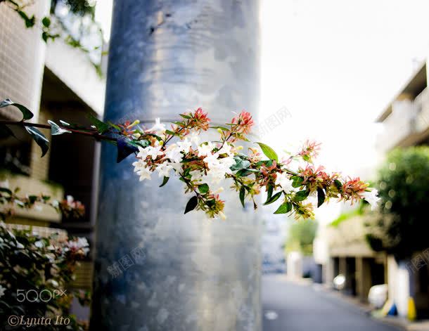 电线杆旁的白色花枝海报背景jpg设计背景_88icon https://88icon.com 海报 电线杆 白色 背景 花枝