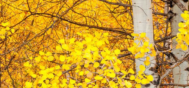 树枝树叶背景背景