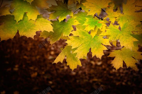 秋天树叶背景背景