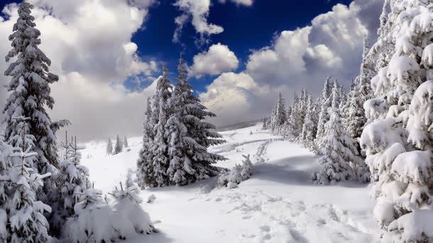 冬季森林雪景摄影图摄影图片