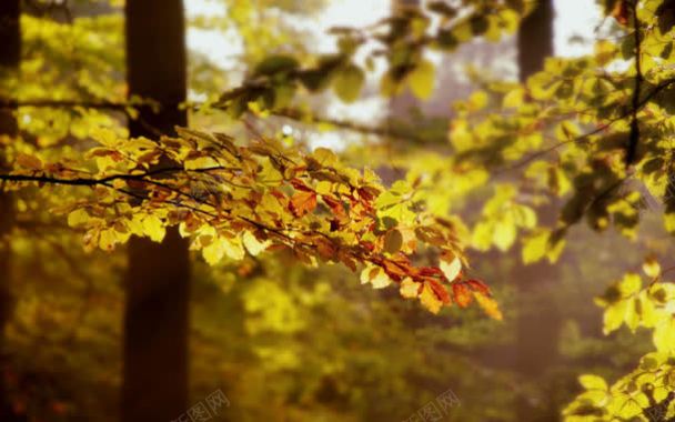 秋天黄色树叶壁纸背景