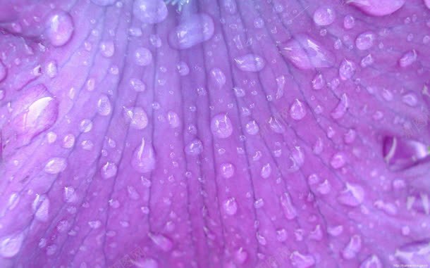 紫色花叶上的透明水珠jpg设计背景_88icon https://88icon.com 水珠 紫色 花叶 透明