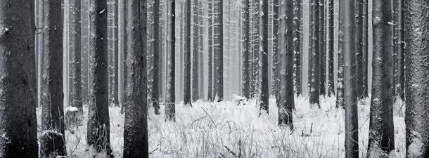 树林冬季雪景背景banner背景