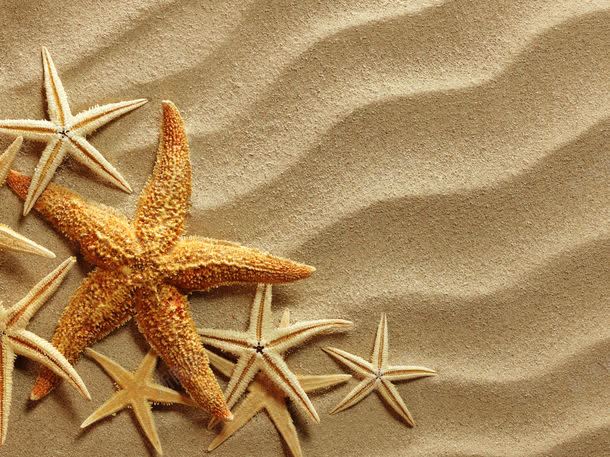 沙滩上的海星jpg设计背景_88icon https://88icon.com 其它类别 图片素材 沙滩 沙滩上的海星图片 沙滩上的海星图片素材下载 海星 海洋生物 背景花边
