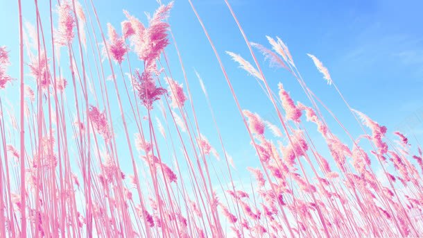 蓝天白云下的粉色花朵背景
