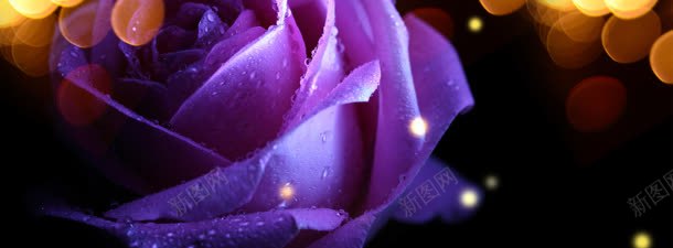 香水紫色花卉玫瑰唯美背景banner背景