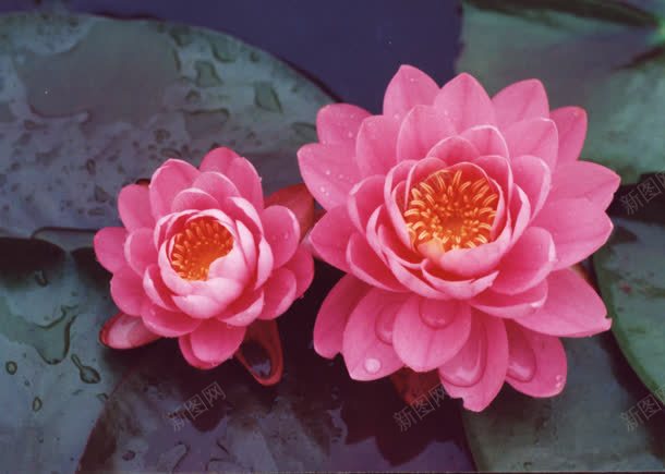 粉红色花瓣花蕊花朵jpg设计背景_88icon https://88icon.com 粉红色 花朵 花瓣 花蕊