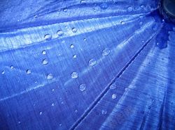 蓝色羽毛上的水滴图片雨伞上的水珠背景高清图片