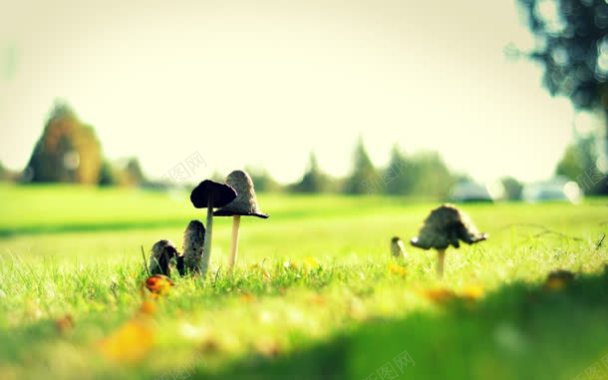 蓝天白云下的小蘑菇背景