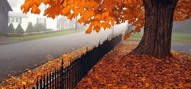 秋天的道路jpg设计背景_88icon https://88icon.com 大树 房子 树叶 植物 秋天 道路