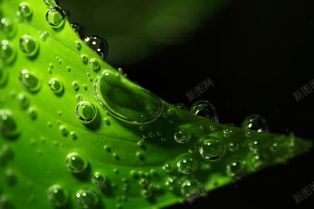 树叶上的水珠jpg设计背景_88icon https://88icon.com 图片素材 底纹背景 树叶 树叶上的水珠图片 树叶上的水珠图片素材下载 水珠 清新 绿色 背景 背景花边