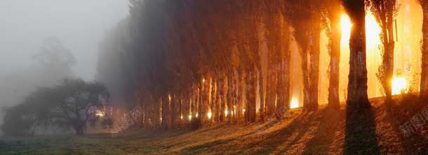 林间的光线jpg设计背景_88icon https://88icon.com 光线 林间