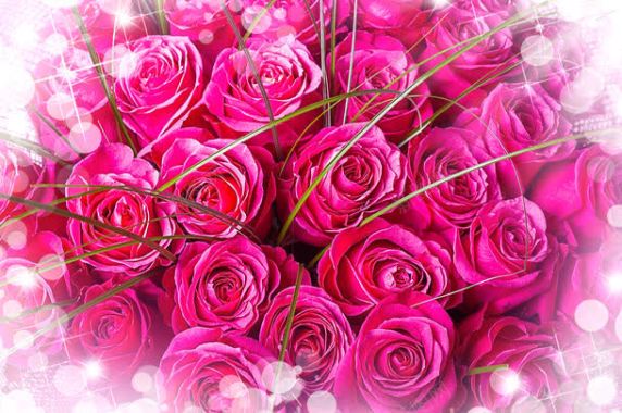 温馨浪漫玫瑰花背景背景