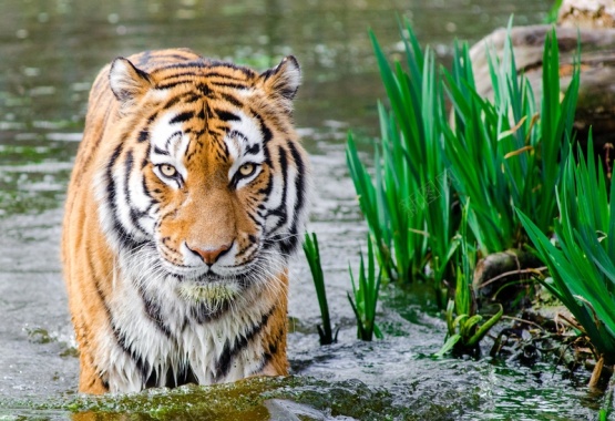 水中行走的老虎背景