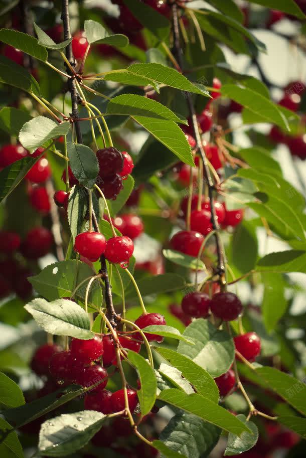 树上结的红色果实jpg设计背景_88icon https://88icon.com 其它类别 图片素材 果实 树 树上结的红色果实图片 树上结的红色果实图片素材下载 树叶 红色果实 背景花边 花草树木