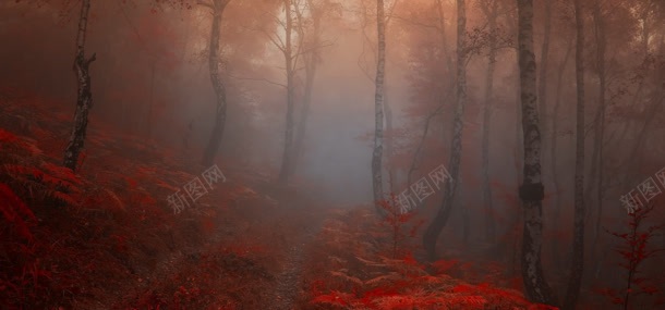 秋季树林背景jpg设计背景_88icon https://88icon.com 大树 树林 植物 秋天 秋季