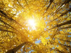 金色树林阳光下的树木高清图片