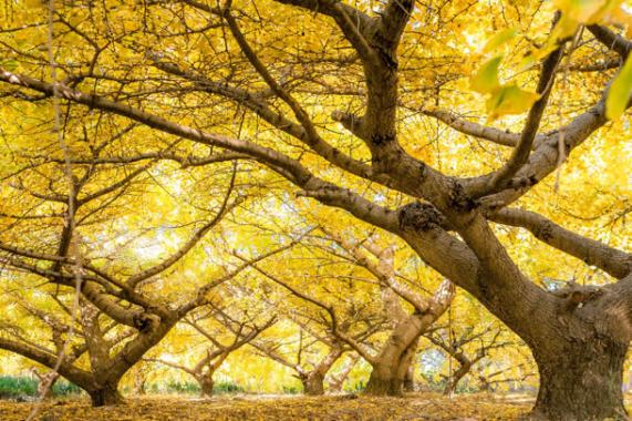 秋天树林里的树叶都黄了背景