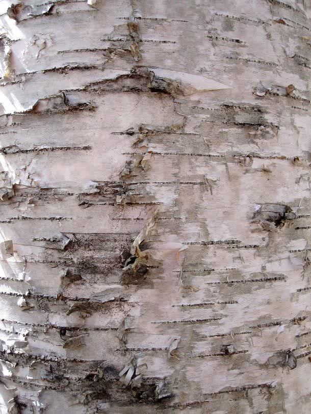 白色树皮背景jpg设计背景_88icon https://88icon.com 图片素材 底纹 底纹背景 树皮 白色树皮 白色树皮背景图片 白色树皮背景图片素材下载 纹理背景 背景 背景图片 背景花边