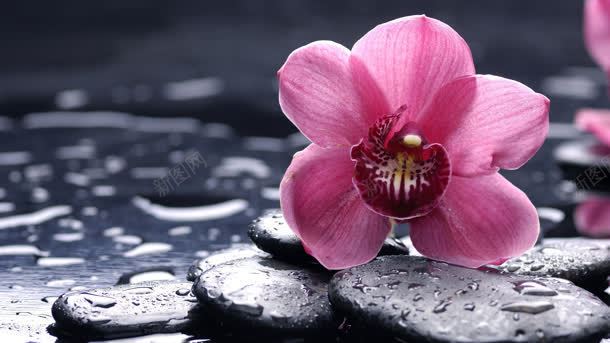 粉色花朵水珠背景
