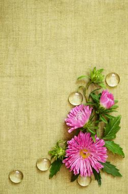 麻布上的露珠菊花背景
