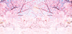 樱花节展架粉色浪漫樱花节旅游背景高清图片