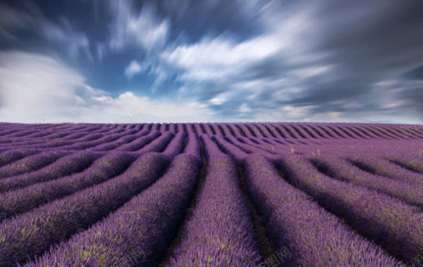 蓝天白云下的紫色薰衣草背景