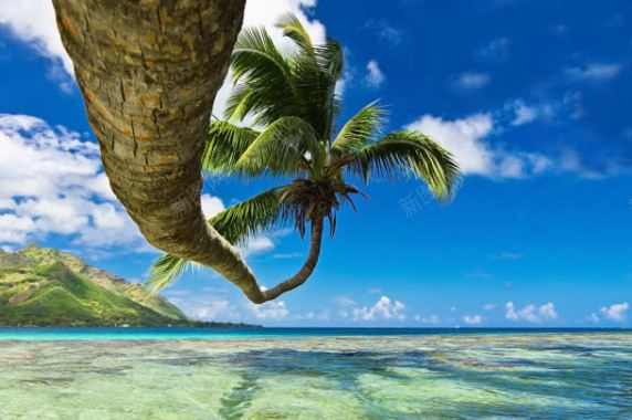 海滩椰树蓝天白云背景