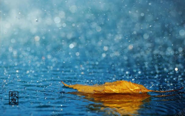 枫叶落在蓝色雨水中背景