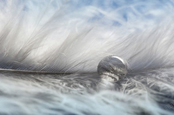 灰色羽毛上的水滴jpg设计背景_88icon https://88icon.com 其它类别 图片素材 水滴 水珠 灰色羽毛 灰色羽毛上的水滴图片 灰色羽毛上的水滴图片素材下载 背景花边