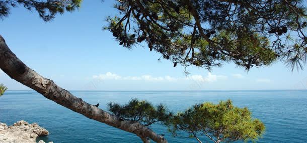 松树大海天空背景背景