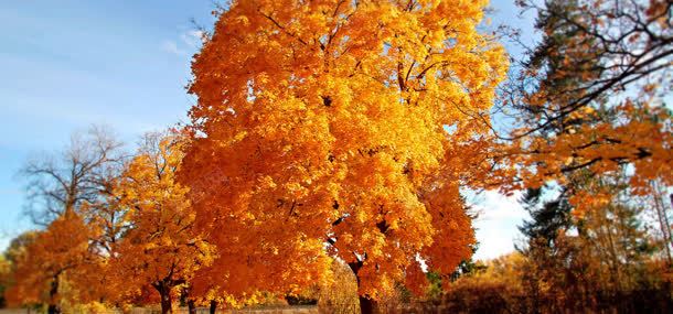 秋天大树摄影背景