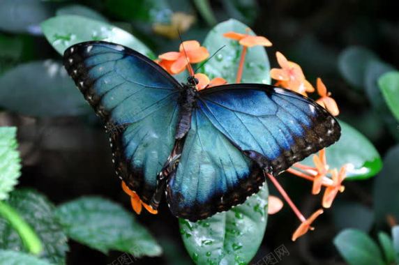 鲜花上的蓝色蝴蝶背景