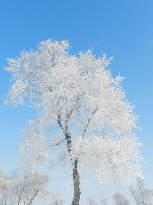 白色创意大树天空jpg设计背景_88icon https://88icon.com 创意 大树 天空 白色