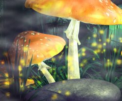 框子中的蘑菇森林中的黄色蘑菇高清图片