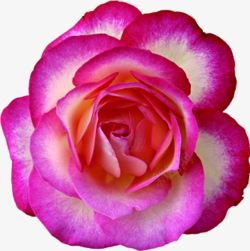 粉色玫瑰七夕贺卡素材
