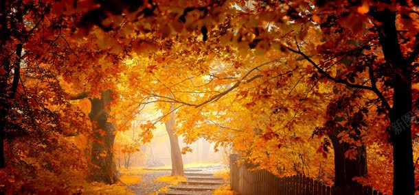 秋季树叶背景背景