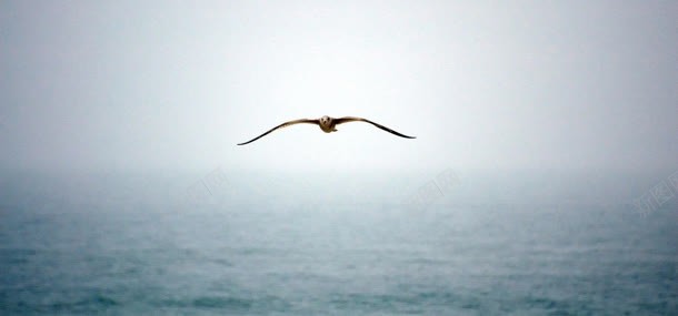 天空海鸥动物背景jpg设计背景_88icon https://88icon.com 动物 大海 天空 海鸥