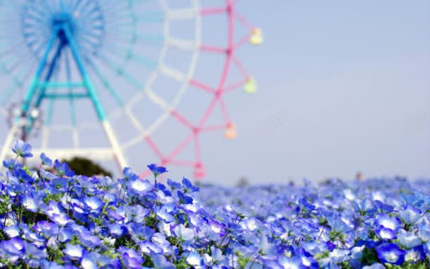 蓝色花朵浪漫摩天轮背景