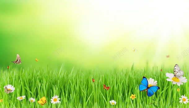 草地上的野花和蝴蝶背景