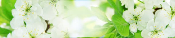 淘宝护肤品梨花清新背景bannerjpg设计背景_88icon https://88icon.com banner 护肤品 梨花 淘宝 清新 背景