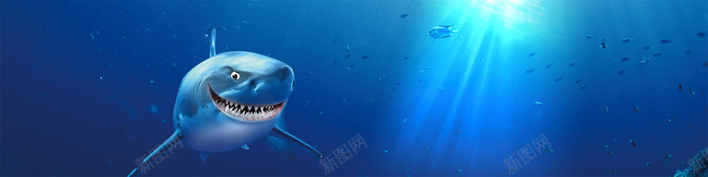 蓝色鲨鱼背景背景
