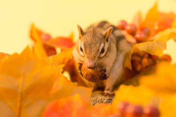 可爱的花栗鼠与枫叶背景