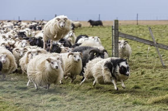 奔跑的羊群背景背景