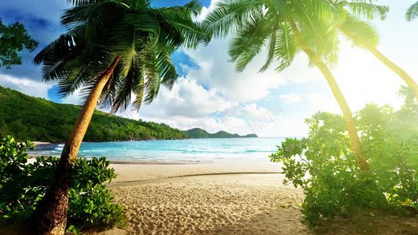 椰树海洋沙滩度假背景