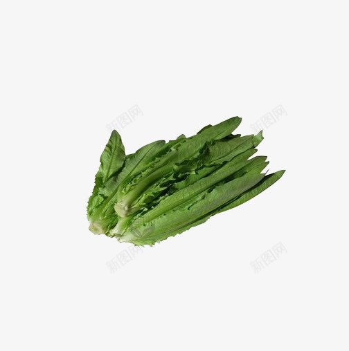 绿色食品油麦菜png免抠素材_88icon https://88icon.com 产品实物 油麦菜 绿色食品 莴笋 蔬菜 青菜