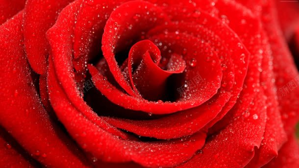 红色清新玫瑰水珠背景