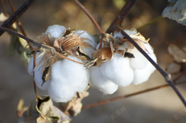 洁白的棉花干树枝jpg设计背景_88icon https://88icon.com 图片 树枝 棉花 洁白