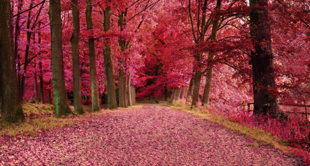 粉红色树林乡间小路背景